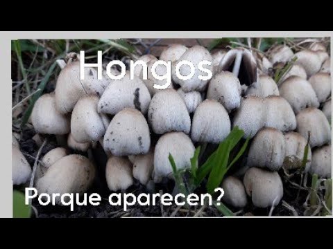 Video: Hongos que crecen en mi césped: cómo eliminar los hongos