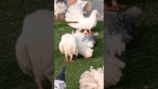 Roznamcha#allahuuakber #pigeon#pigeonlaver #bird #kabootar#kabootarloft05 #subscribe #iran#venezuela