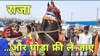 राजा हॉर्स के मालिक का दावा  | makanpur horse mela 2020 | best horse | pkraj vlogs