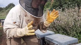 polen abejas. temporada 2021