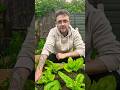 SPINACH 🪴 #shortvideo #shorts #short #youtubevideo #youtubeshorts #shortsviral #gardening #foodlover