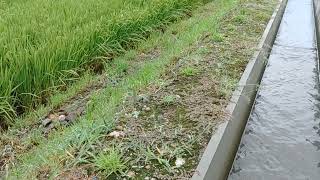 R3/8/17撮影　カバープランツ　センチピードグラス・ティフブレア　定植から2か月半経過