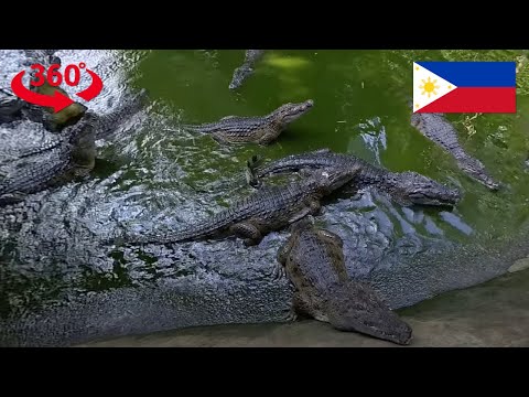 Thumbnail for Crocodile Feeding at Croco Loco Zoobic Safari | 360 VR Experience | insta360 X4