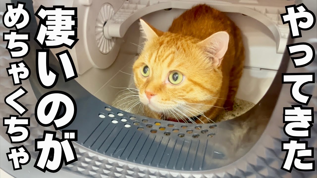 RealScooper 自動 猫トイレ 自動掃除 消臭 大型 多頭対応 RealScooper 自動 猫トイレ 自動掃除 消臭 大型 多頭対応