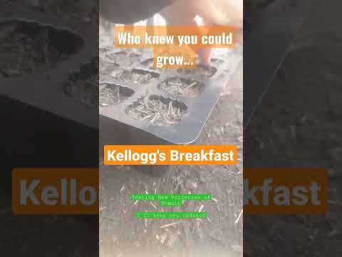 วีดีโอ: Kellogg's Breakfast Tomato Information: มะเขือเทศ 'Kellogg's Breakfast' Variety