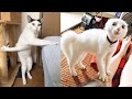 Funniest Animals - Best Of The 2021 Funny Animal Videos #33