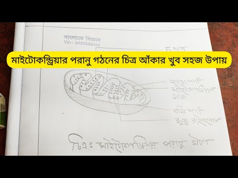 ভিডিও: মাইটোকন্ড্রিয়া এর অংশ কি কি?