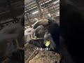 【緊急事態】牛の頭蓋骨折れました