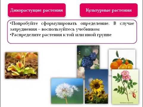 То есть наука о растениях составить. Науки о растениях 6 класс биология. Ботаника наука о растениях 7 класс. Ботаника наука о растениях 6 класс науки биология. Ботаника значение растений.