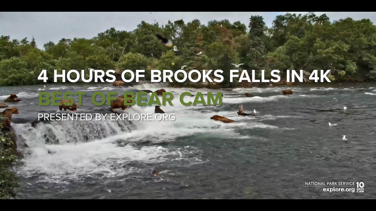 4 Hours of Brooks Falls in 4k | Best of Bear Cam