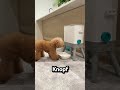 Der kleine Hund lernte selbst zu essen 🐕 🍽️