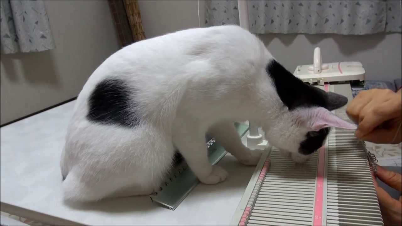 編み物の邪魔をする猫2 Cat interferes with knitting 2. - YouTube