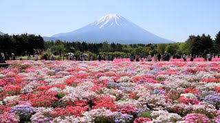 ピンクの大海原