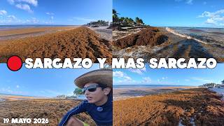 Playa Del Carmen🔴En Esta Zona No Llegaba Sargazo Y Hoy Esta Así 19 Mayo 2026