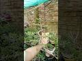 How is My Simple and Beautiful Jade Plant Bonsai #shorts