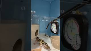 レオパゲルを食べるヒョウモントカゲモドキ。