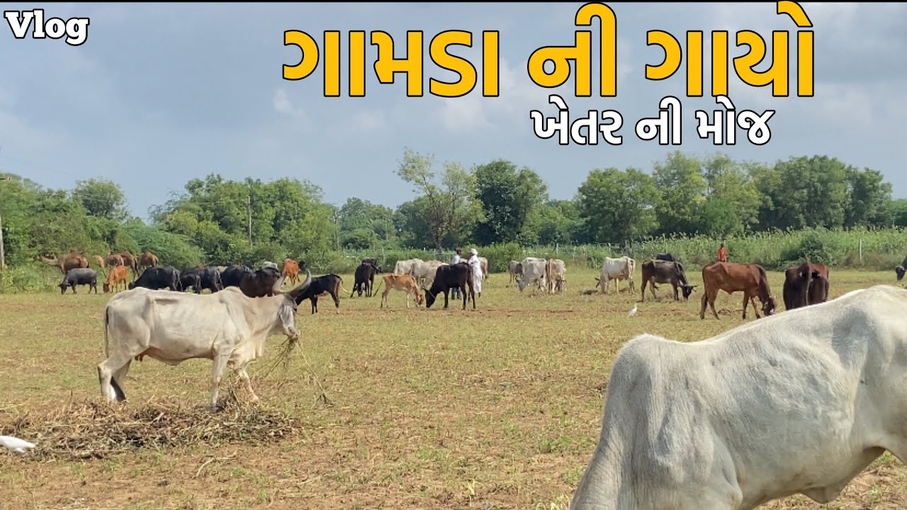 Gamda ni khetrma 😍gir gaushala-12😍