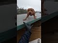 AMERICAN Pit Bull caught in one of AUSTRALIA’S worst flood. Watch till the end 🙏🇺🇸🇦🇺