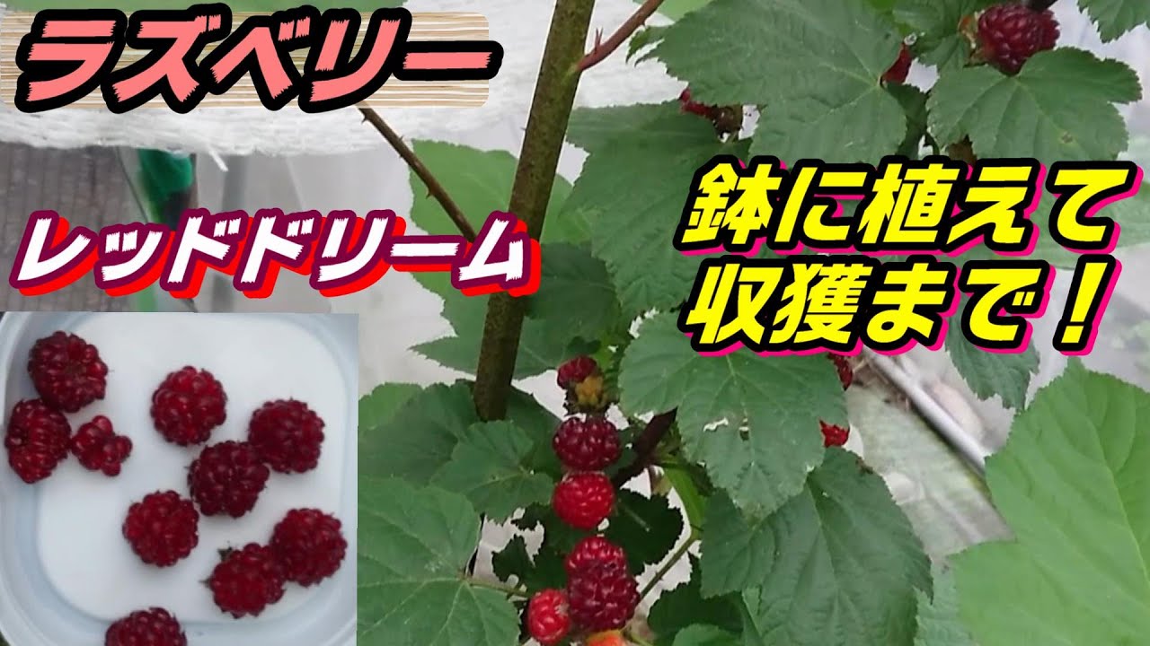 【ウルトララズベリー･レッドドリーム】鉢植えして収獲！【23年春】