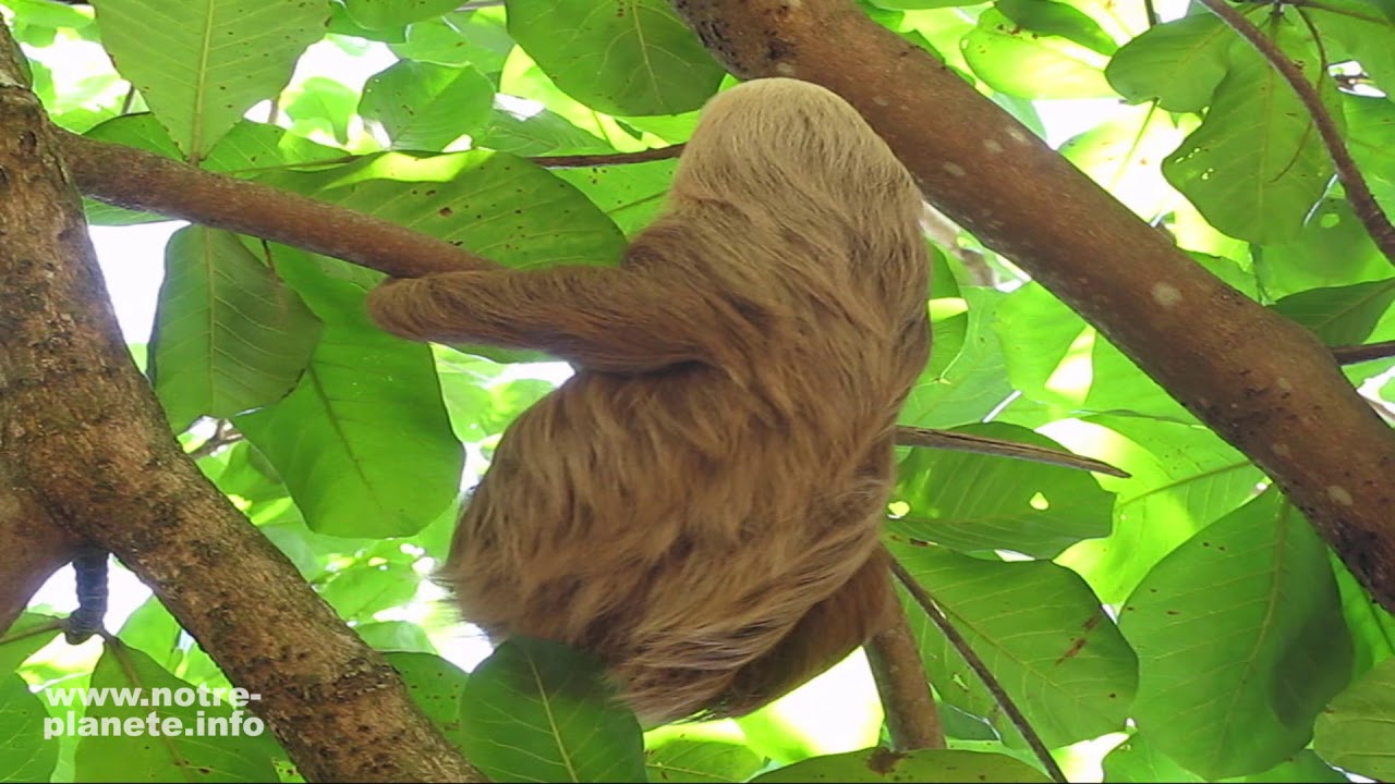 Le Paresseux Bradypus Variegatus Youtube Le Paresseux Bradypus Variegatus Youtube