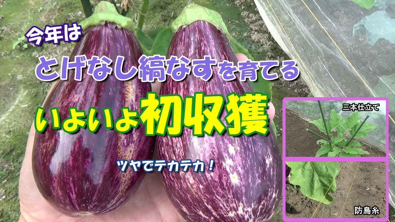 家庭菜園】今年は｢とげなし縞なす｣を育ててみる③－除草・3本仕立て