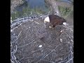 08:07 PM | THE LAST SUPPER: Final Fish of the Day! 🐟🦅
