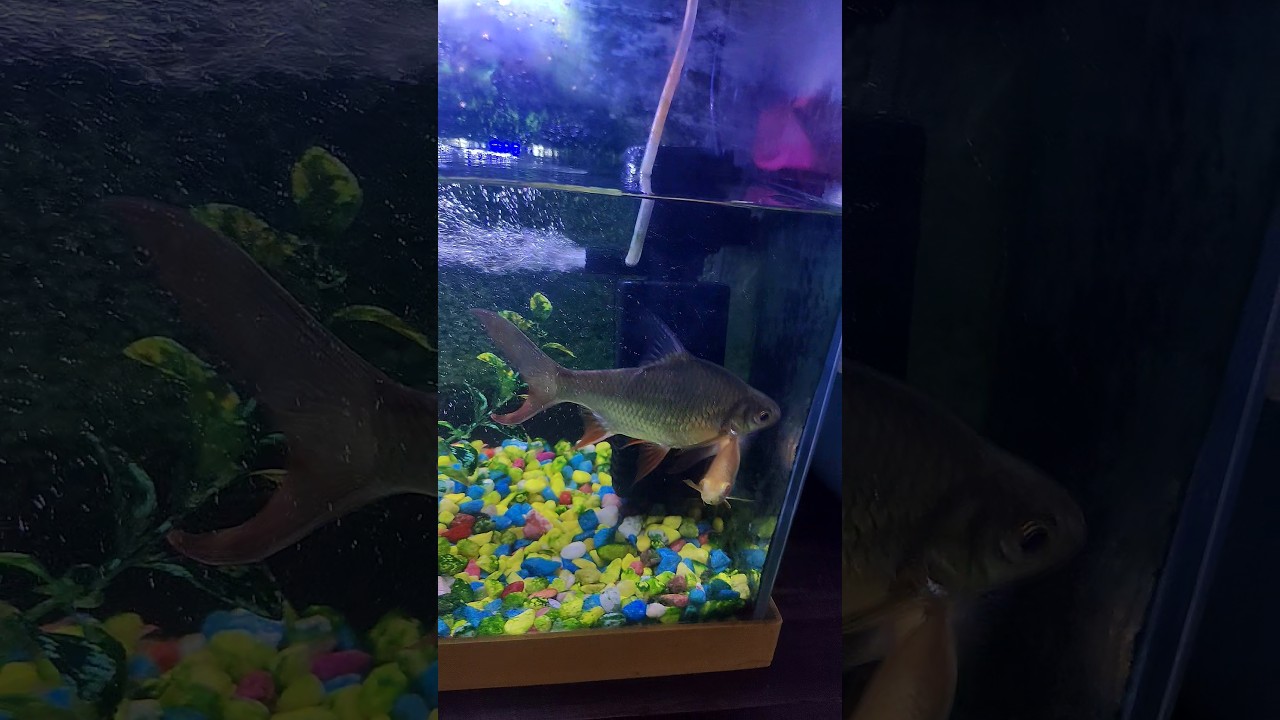 #fish #aquarium #aquariumfish #koifish #fishtank #diy 🐠🐠🐠🐟🐬🐋🦈🤩😘🥰😍🙏🙏