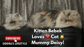 Do You Know Why My Kitten Grooms Her Mother?