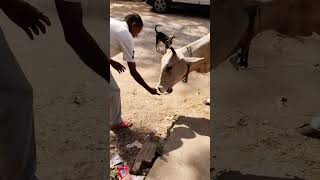 26 अप्रैल 2026Unlikely friends: a Calf and a Golden Retriever Share Biscuits! 🐶🐮 #shorts​​​​​ #youtu