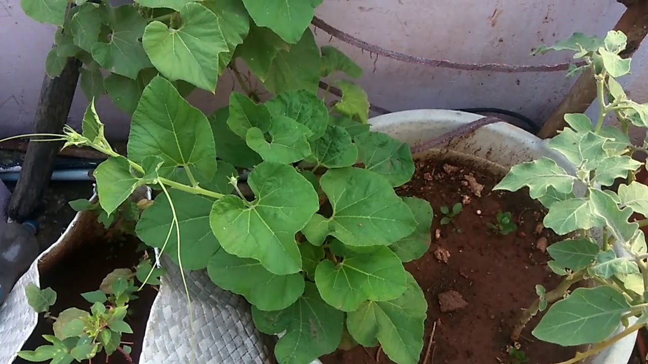 What if my plants talk? /nagendragujji YouTube