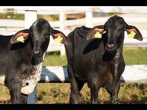 LOTE 149   ALIANÇA WEEKEND   1027  1031