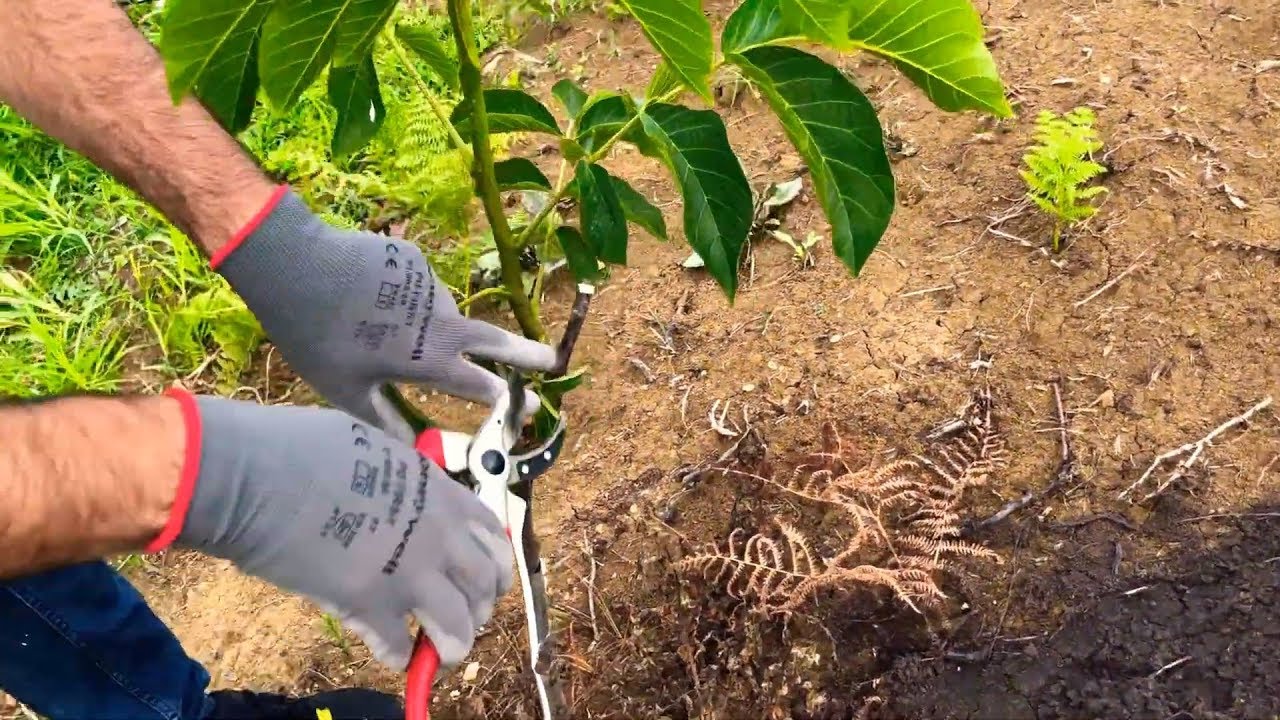 CEVİZ YAZ BUDAMASI_BÖLÜM 2