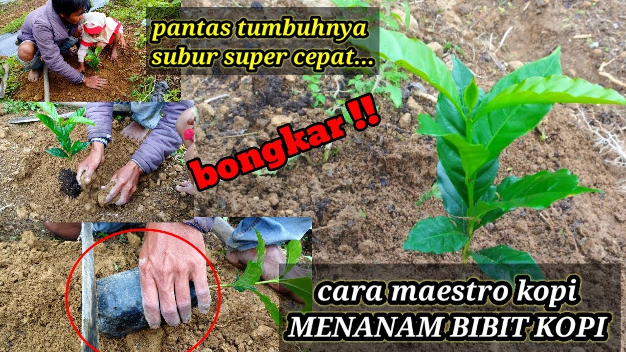 BONGKAR||| DENGAN CARA INI KOPI BISA TUMBUH LEBIH SUBUR DAN CEPAT@feryduniatani