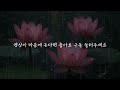 연꽃 위로 내리는 빗방울 Raindrops on Lotus Blossoms#RainSounds  #HealingRain