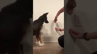 How I taught my puppy to jump through an arm hoop