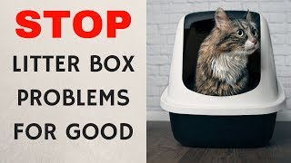 female cat urinating everywhere