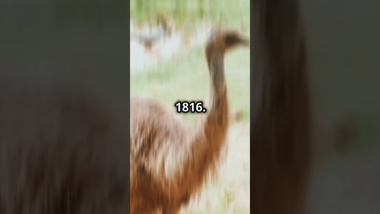 4 Bizarre Historical Events You won't Believe! 😯 