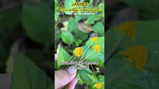 Download Lagu JAMBU - Analgésico e Anti-inflamatório PANC MP3
