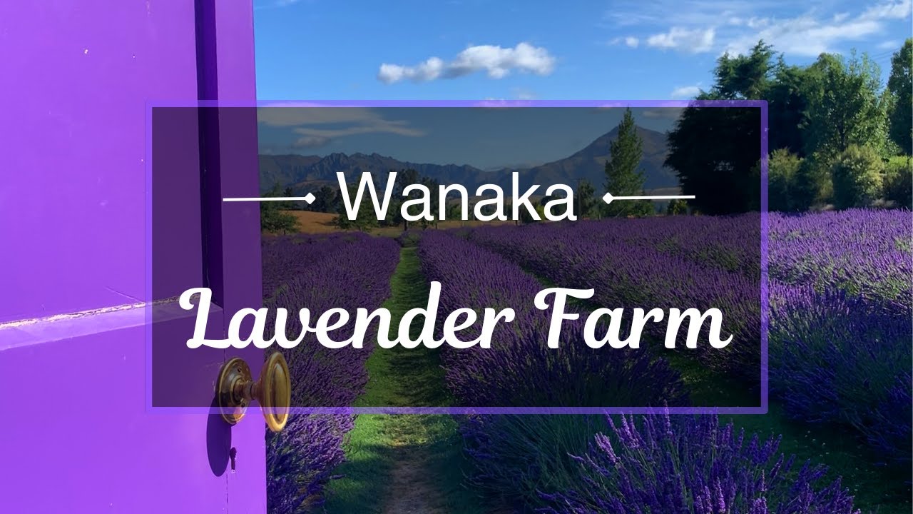 Wanaka Lavender Farm, New Zealand, Our peaceful morning Travel Vlog