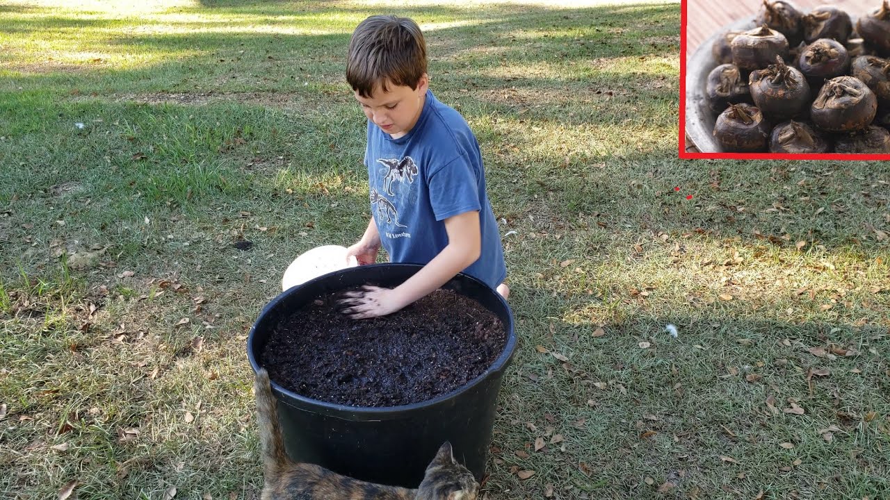 Simple Way To Grow Chinese Water Chestnuts 🌰🥬🥗 YouTube