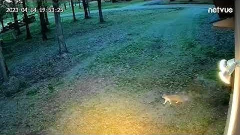 Netvue Vigil 3 Video at Dusk