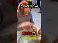 このペットが稼げる!?