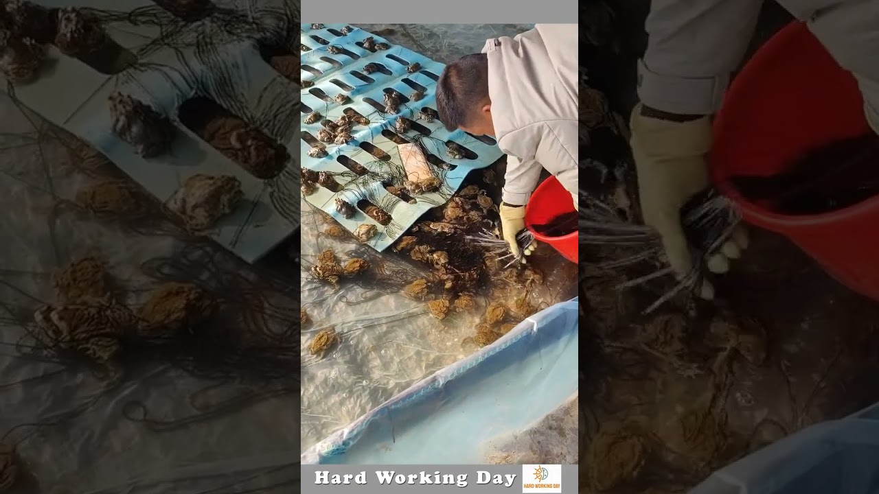 The Process Of Raising Frog  Eggs