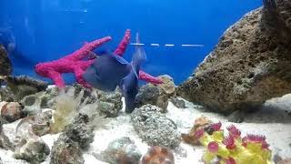 Marine trigger fish feeding