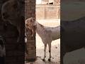 Goat Sounds Compilation #goat Transformation Wildlife Animal #wildlife #nature #animals #shorts