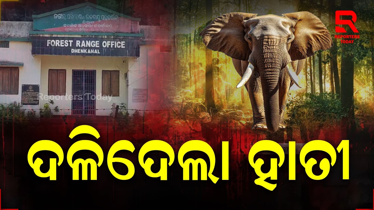 ହାତୀ ଆକ୍ରମଣରେ ମହିଳାଙ୍କ ଜୀବନ ଗଲା ||  Elephant Terror In Dhenkanal