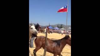 Trilla a yegua suelta en en la comuna de Florida
