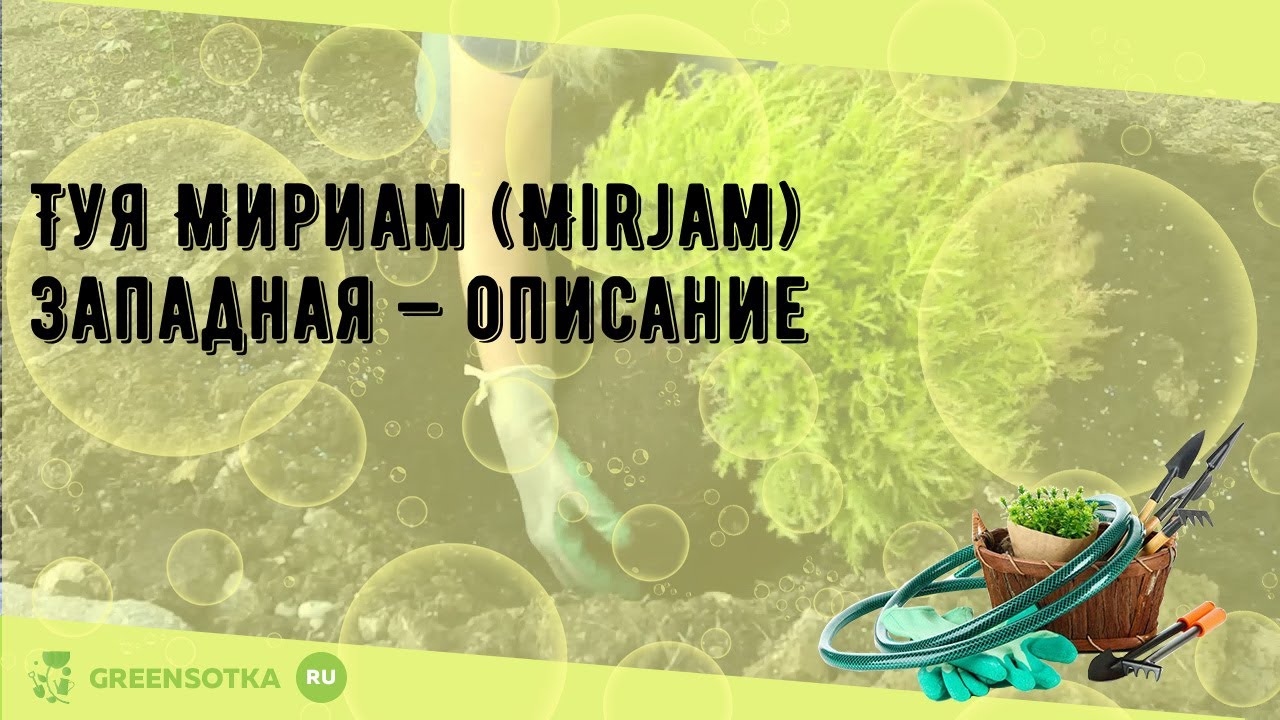 Туя Мириам (Mirjam) западная — описание - YouTube