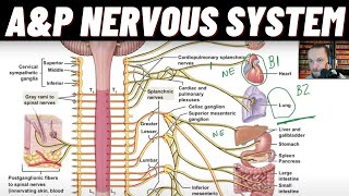 Sympathetic and Parasympathetic PNS, Adrenergic Beta1 Beta2 Alpha1, Cholinergic Muscarinic Receptors