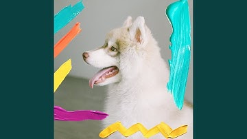 Sensational Backdrops for Resting Dogs